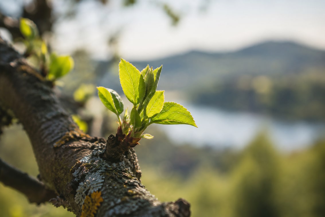 junger Trieb eines Baumes - bildliche Darstellung von WordPress Updates